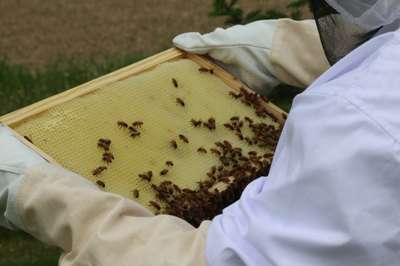A beekeeper in protective gear inspects a honeycomb frame with honeybees.