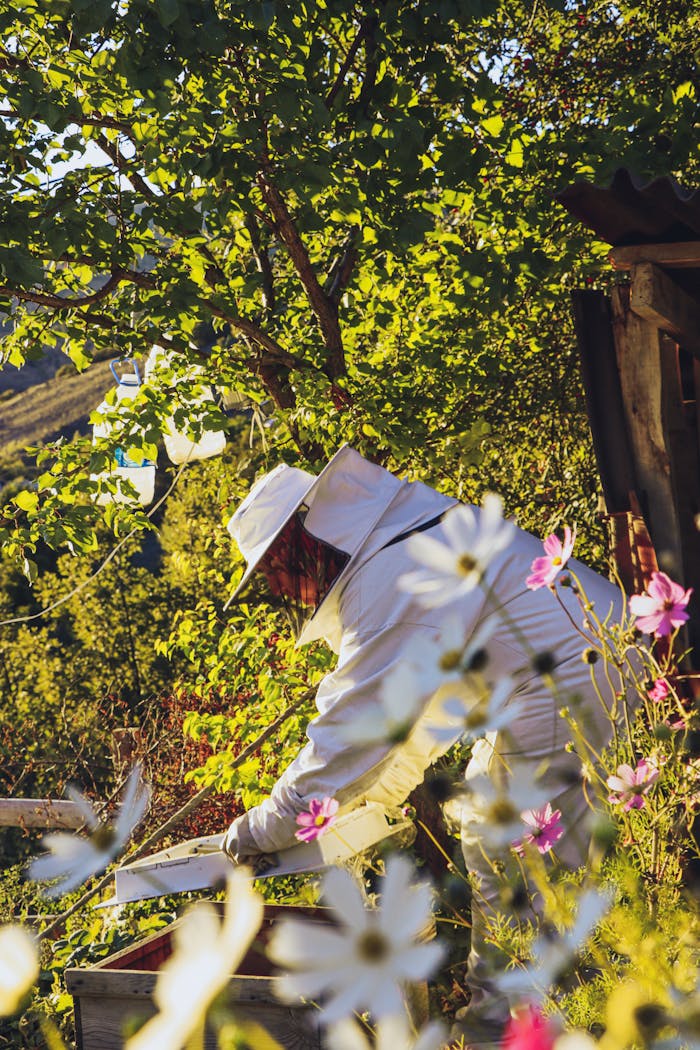 Beekeeper in a protective suit tending to beehives amidst vibrant spring flowers.
