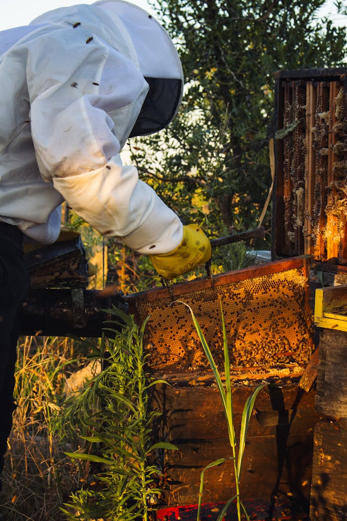 Beekeeper examines honeycomb frame on a sunny day in Carreras, Argentina.