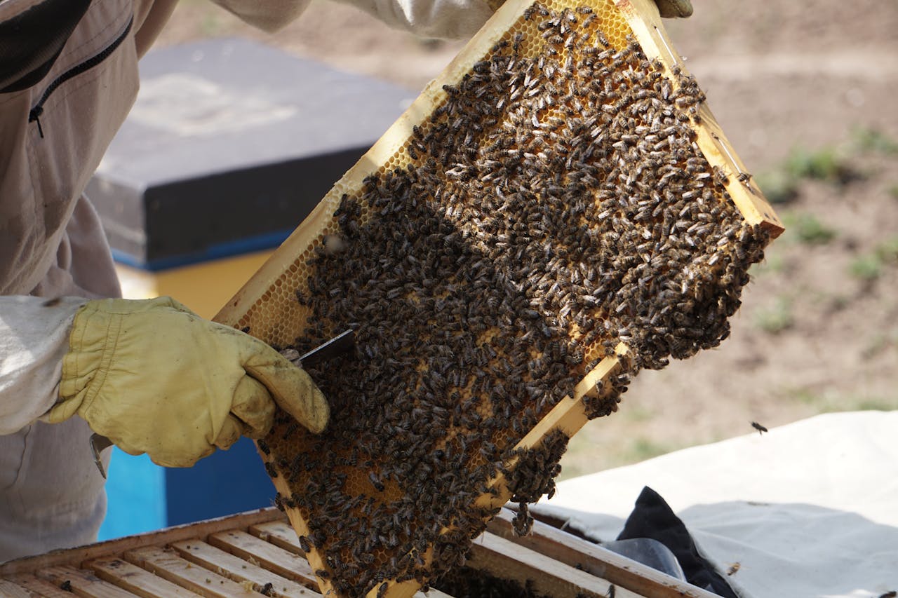 A beekeeper examines a hive frame full of honey bees in a sunny outdoor apiary setting.