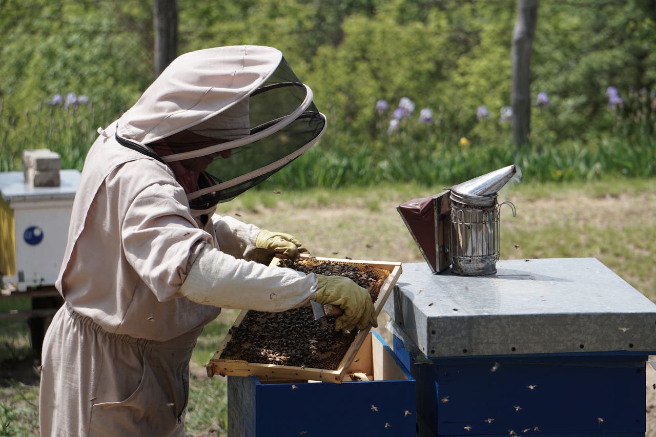 A beekeeper in a protective suit inspects a hive frame with bees outdoors.