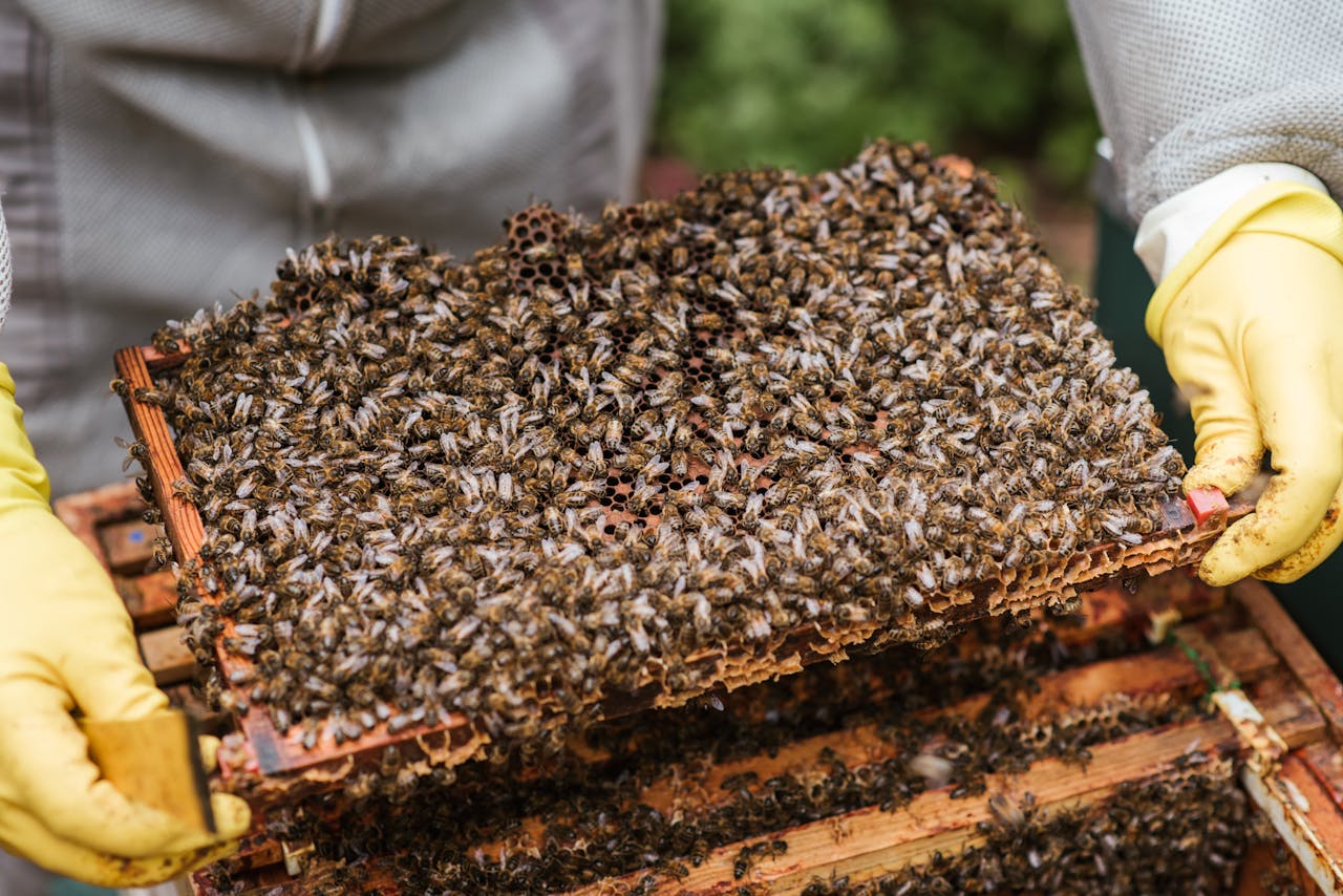 Crop unrecognizable farmer in protective gloves demonstrating honeycomb with flock of bees while standing near beehive