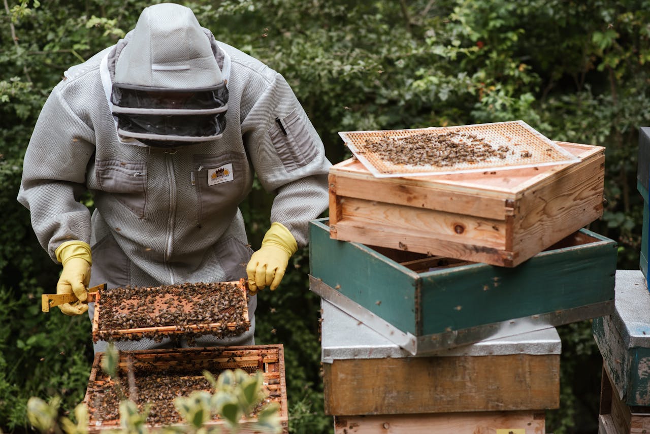 Anonymous farmer in protective helmet and gloves holding honeycomb with bees and honey while working in garden